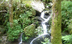 SENTIER BOTANIQUE (Arzal)